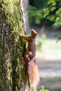 Red eurasian squirrel climbing on a tree in the sunshine searching for food like nuts and seeds in a forest attentive looking