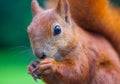 Red Eurasian squirrel