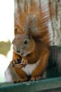 A red Eurasian squirrel eats a nut. Wildlife animals in city park in summer Royalty Free Stock Photo