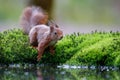 Red Eurasian squirrel searching for food