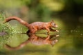 Red Eurasian squirrel searching for food