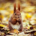 Red Eurasian squirrel