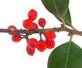 Red european holly (Ilex aquifolium)