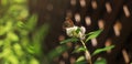 Red european peacock butterfly. Butterfly flower. Peacock butterfly sits on white flowers on a sunny day. Royalty Free Stock Photo