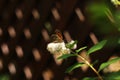 Red european peacock butterfly. Butterfly flower. Peacock butterfly sits on white flowers on a sunny day. Royalty Free Stock Photo