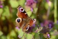 Red european peacock butterfly. Butterfly flower. Royalty Free Stock Photo