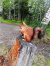 Red European squirrel sitting on stump of old tree in forest and gnaws acorns, close up. Royalty Free Stock Photo