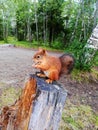 Red European squirrel sitting on stump of old tree in forest and gnaws acorns, close up. Royalty Free Stock Photo