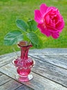 red Everlasting Rose in decorative colored glass flower vase Royalty Free Stock Photo