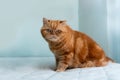 Red Exotic cat. Beautiful cat. Animal and pet concept. Sitting on the bed. Big eyes. Copy space. Look at the camera Royalty Free Stock Photo