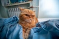 Red Exotic cat with with grumpy face. Beautiful cat. Animal and pet concept. Lying on the bed. Big eyes, unhappy look, emotions