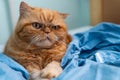 Red Exotic cat with with grumpy face. Beautiful cat. Animal and pet concept. Lying on the bed. Big eyes, unhappy look, emotions
