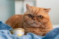 Red Exotic cat with with grumpy face. Beautiful cat. Animal and pet concept. Lying on the bed. Big eyes, unhappy look, emotions. A