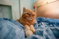 Red Exotic cat with with grumpy face. Beautiful cat. Animal and pet concept. Lying on the bed. Big eyes, unhappy look, emotions Royalty Free Stock Photo