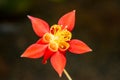 Red exotic flower Royalty Free Stock Photo