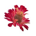 Red exotic flower head isolated Royalty Free Stock Photo