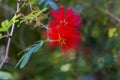 Red exotic flower in a tree Royalty Free Stock Photo