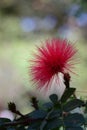 Red exotic flower Royalty Free Stock Photo