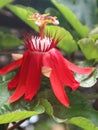 Red and exotic, The passiflora vitifolia Royalty Free Stock Photo