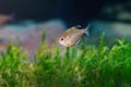 Red Eye Balloon Tetra - Freshwater fish