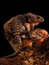 Red eye crocodile skink photographed with black background Royalty Free Stock Photo