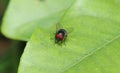 Red eye fly sit on a leaf Royalty Free Stock Photo