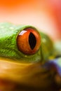 Red eye frog Royalty Free Stock Photo