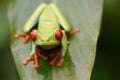 Red eye frog Royalty Free Stock Photo