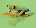 Red-eye frog Agalychnis callidryas Royalty Free Stock Photo
