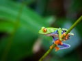 Red eye frog Royalty Free Stock Photo