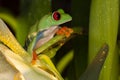 Red eye frog on the orchid flower Royalty Free Stock Photo