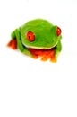 Red eye frog Royalty Free Stock Photo
