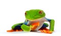 Red eye frog Royalty Free Stock Photo