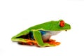 Red eye frog Royalty Free Stock Photo