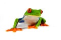 Red eye frog Royalty Free Stock Photo