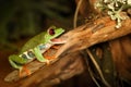 Red-eye frog and cricket in the terrarium Royalty Free Stock Photo