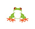 Red eye frog. Tree frog. Isolated frog on white background Royalty Free Stock Photo