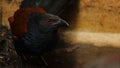 Red eye Greater Coucal or Crow Pheasant