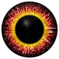 Red eye iris Royalty Free Stock Photo
