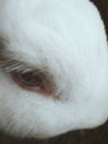 red eye rabit with big close up