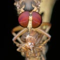 Red eye Robber fly eat cricket prey Royalty Free Stock Photo