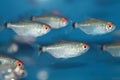 Red eye tetra (Moenkhausia sanctaefilomenae) aquarium fish