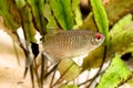 Red eye tetra Moenkhausia sanctaefilomenae Monk Tetra aquarium fish Royalty Free Stock Photo