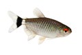 Red eye tetra Moenkhausia sanctaefilomenae Monk Tetra aquarium fish Royalty Free Stock Photo