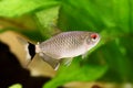 Red eye tetra Moenkhausia sanctaefilomenae Monk Tetra aquarium fish Royalty Free Stock Photo