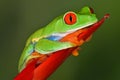 Red Eye Tree Frog Royalty Free Stock Photo