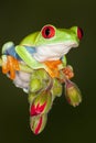 Red Eye tree frog 2 Royalty Free Stock Photo