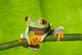 Red Eye Tree Frog on Branch 2 Royalty Free Stock Photo