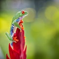 Red eye tree frog climbing in tropical rain forest Royalty Free Stock Photo