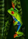 Red eye tree frog climbing.